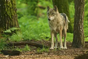 German Forest Prints: A wolf in the forest with green background