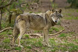 Central Europe Wild Animals Prints: Wolf in the forest, looking attentively