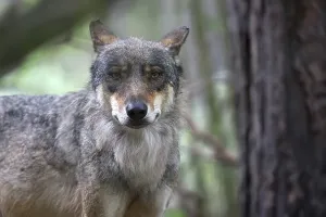 Canine Portrait Photography Prints: Wolf in the forest, a portrait