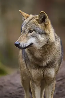 Canis Lupus Portrait Prints: A wolf in the forest in side profile with a thoughtful expression