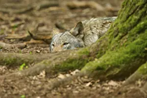 European Mammal Prints: A wolf is hidden behind a tree and looks out cautiously