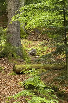 Prints of A wolf lies in the dense forest, surrounded by trees and foliage, in a peaceful atmosphere, a reclining wolf (Canis lupus lupus) in a forest, Bavarian Forest National Park, Bavaria, Germany Gray Wolf Prints: Bavarian Forest Wolf Print, Germany