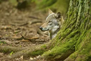 German Forest Prints: Wolf looking attentively from behind a mossy tree trunk
