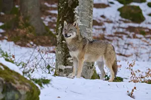 Canidae Species Prints: A wolf looking into the camera