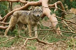 Canis Lupus Images Prints: Wolf looking directly into the camera and standing between branches in the forest