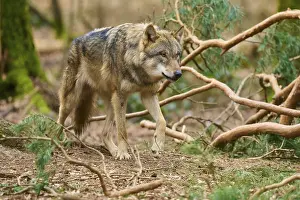 Predator In Nature Prints: Wolf looking purposefully in the forest surrounded by branches and foliage