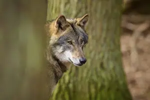 Wolf In Forest Prints: Wolf looking vigilantly through the trees in the forest
