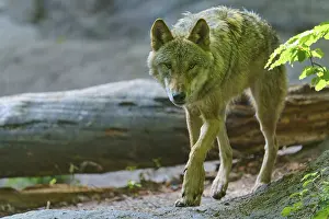 Tree Trunk Wildlife Scene Prints: A wolf moves cautiously between the fallen tree trunks in the forest
