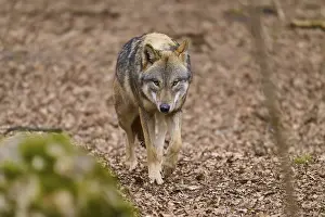 Predator In Nature Prints: A wolf paces attentively along a forest path