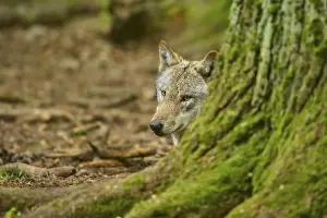 German Forest Landscape Prints: Wolf partially hiding behind a tree trunk in the forest