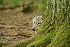 Canis Lupus Prints: Wolf peeking out from behind a tree on the forest floor