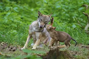 Central Europe Nature Scene Prints: A wolf plays affectionately with a puppy in the forest