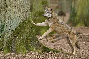 German Forest Landscape Photo Prints: A wolf puts its paws on a tree in the forest