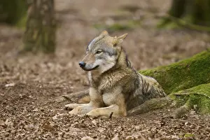 Canis Lupus Natural Environment Prints: A wolf resting in the forest, surrounded by foliage and trees