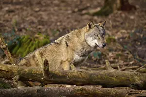Canis Lupus Natural Environment Prints: A wolf resting on tree trunks in the forest