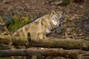 Canis Lupus Habitat Germany Prints: A wolf resting on tree trunks on the forest floor
