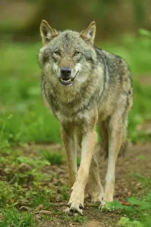 Forest Landscape Photo Prints: A wolf with shown teeth in the forest