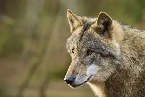 Central Europe Wildlife Pictures Prints: Wolf shows a concentrated expression while looking to the side