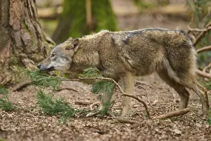 Predator In Nature Prints: A wolf sniffs curiously at a pine branch in the forest