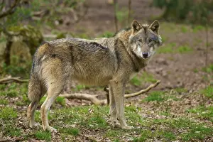 Canis Lupus Portrait Prints: Wolf standing in the forest, looking directly into the camera