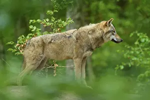 Gray Wolf Germany Prints: A wolf standing sideways in a dense forest