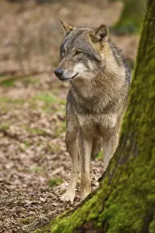 Predator In Nature Prints: A wolf stands in the forest next to a tree trunk