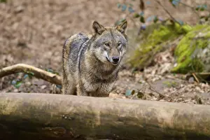 European Gray Wolf Image Prints: Wolf behind a tree trunk in the forest