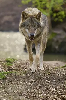 Central European Wildlife Images Prints: Wolf walking directly towards the camera