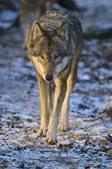 Snow Covered Forest Path Prints: A wolf walking along a snow-covered path in the forest