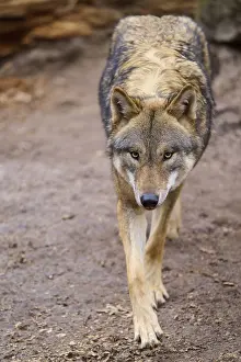 Wildlife In Natural Environment Prints: A wolf walks calmly on a forest path