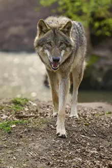 European Wild Animals Prints: Wolf walks purposefully towards the camera