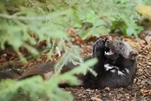 Prints of Wolverine or bear marten (Gulo gulo), feeding, captive, Germany Wolverine Prints: Wolverine Print, Feeding in Captivity