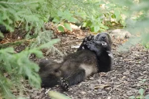 Prints of Wolverine or bear marten (Gulo gulo), feeding, captive, Germany Wolverine Prints: Wolverine Print, Feeding in Captivity