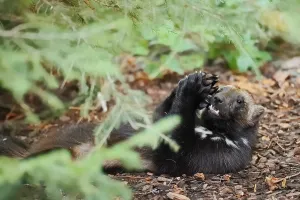 Prints of Wolverine or bear marten (Gulo gulo), feeding, captive, Germany Wolverine Prints: Wolverine or Bear Marten (Gulo gulo) Print - Captive Feeding