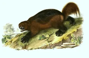 Historic Animal Prints: Wolverine (Gulo gulo), Histoic