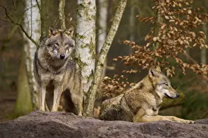 Predator Wildlife Images Prints: Wolves in the forest on a hill