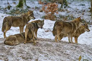 Snowy Wildlife Photography Prints: Five wolves on a hill surrounded by a wintry landscape