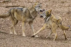 Predator Animal Behavior Prints: Two wolves interacting in the forest with snouts pointing at each other