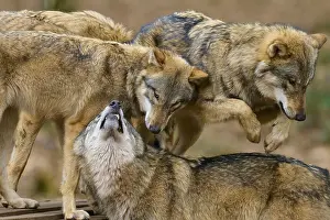 Central Europe Wild Animals Prints: Three wolves interacting and playing