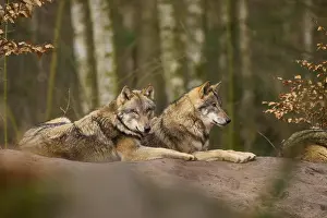 Canis Lupus Landscape Photo Prints: Two wolves lying close together on a hill in the forest