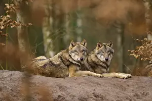 Wolves In Forest Prints: Two wolves lying next to each other in the forest