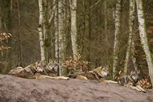 Birch Tree Landscape Prints: Four wolves lying on a mound of earth