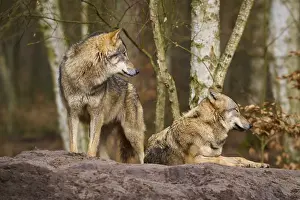 Wolf In Forest Landscape Prints: Two wolves on a mound in the forest