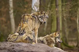 Wolves In Forest Prints: Three wolves resting on a hill in the forest
