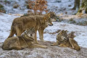 Winter Wildlife Photography Germany Prints: Three wolves resting, one standing