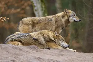 European Wild Animal Prints: Two wolves on a rock, one lying and the other standing