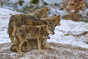 Canis Lupus Natural Environment Prints: Four wolves standing and looking in one direction