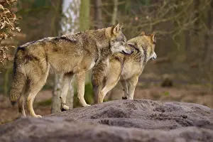 Predator Animals Europe Prints: Two wolves standing next to each other on a mound in the forest
