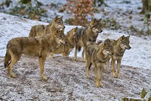 Canis Lupus Behavior Prints: Six wolves standing next to each other in the snow