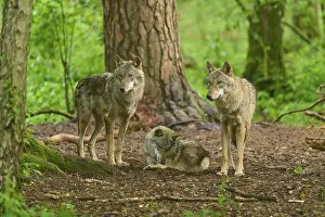 Central Europe Nature Scenes Prints: Two wolves standing and one wolf resting in the forest under high trees